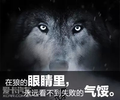 《狼图腾》教给投资理财者的10条启示