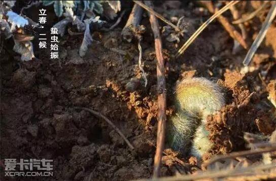 二候·蛰虫始振