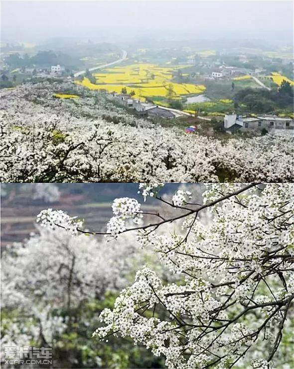 双流大林梨花沟