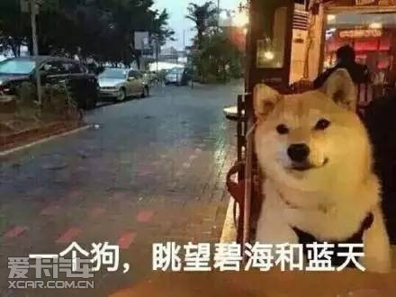 单身狗去海南真的只能被虐吗?_【芜湖市上菱