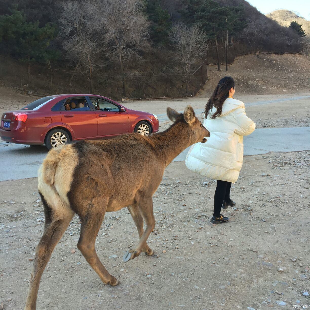 八达岭野生动物园自驾游