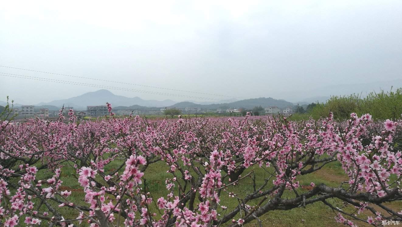 在永修县西南部105国道的边上有一座凤凰山花园,其面积约为5000亩,它