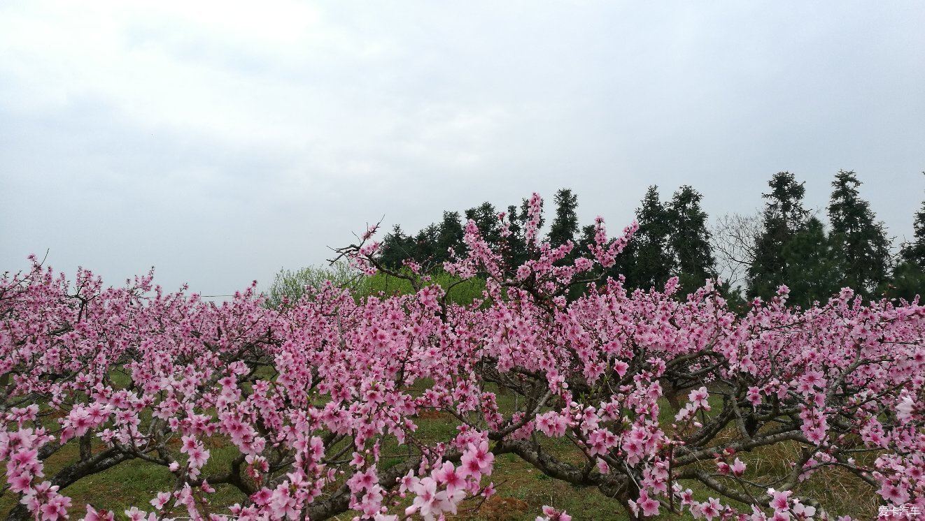 凤凰山桃花园