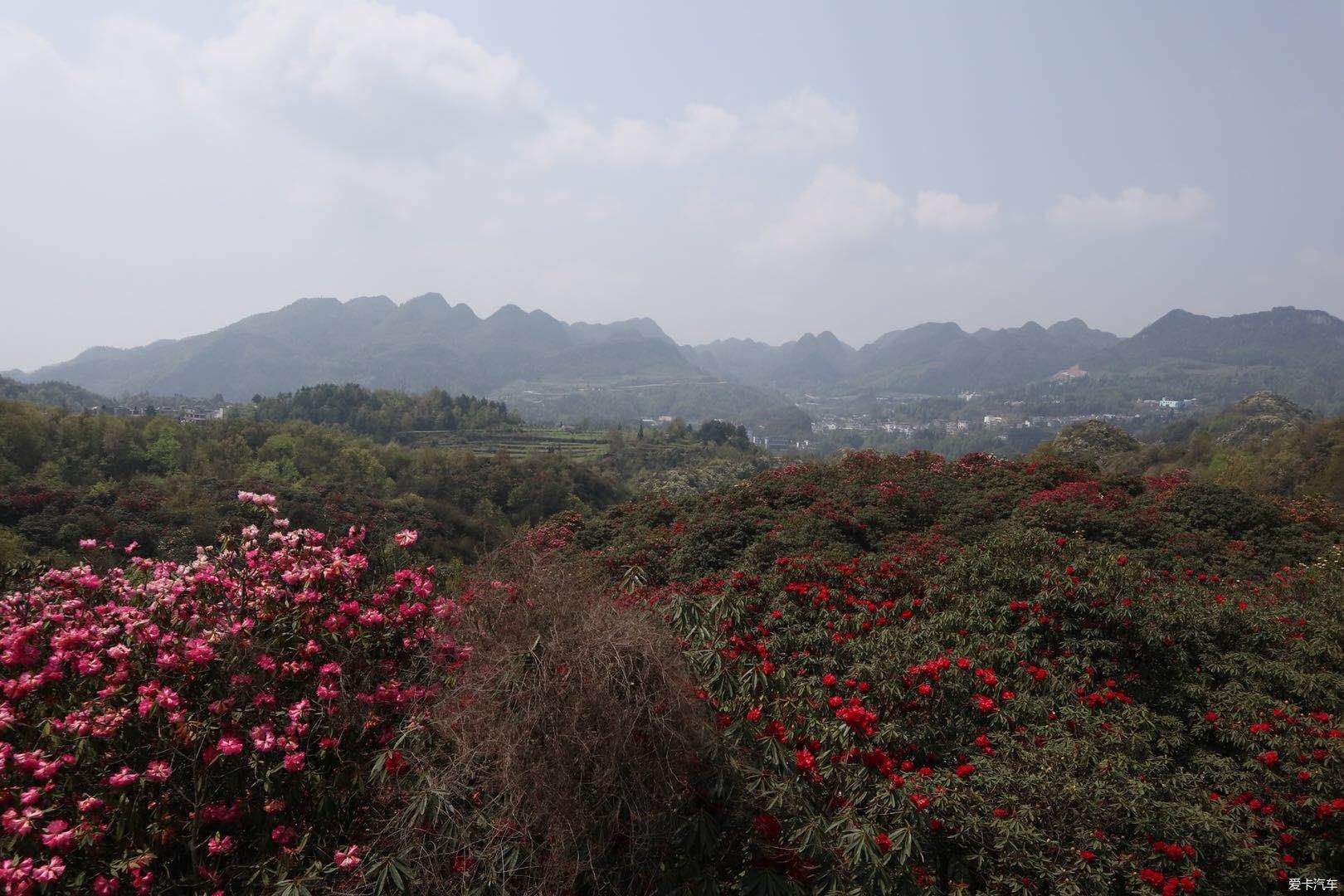 达人精选航拍百里杜鹃花海百里杜鹃风景区位于贵州毕节市大方县和黔西