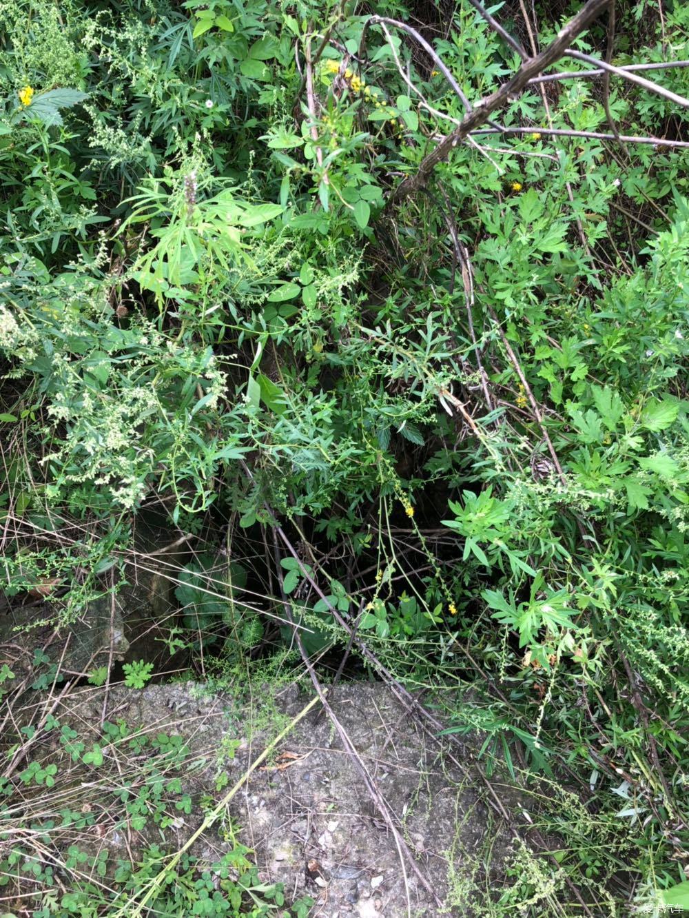 还有野鸡野猪野兔,蛇,但是当地人很少ゲ捕捉.