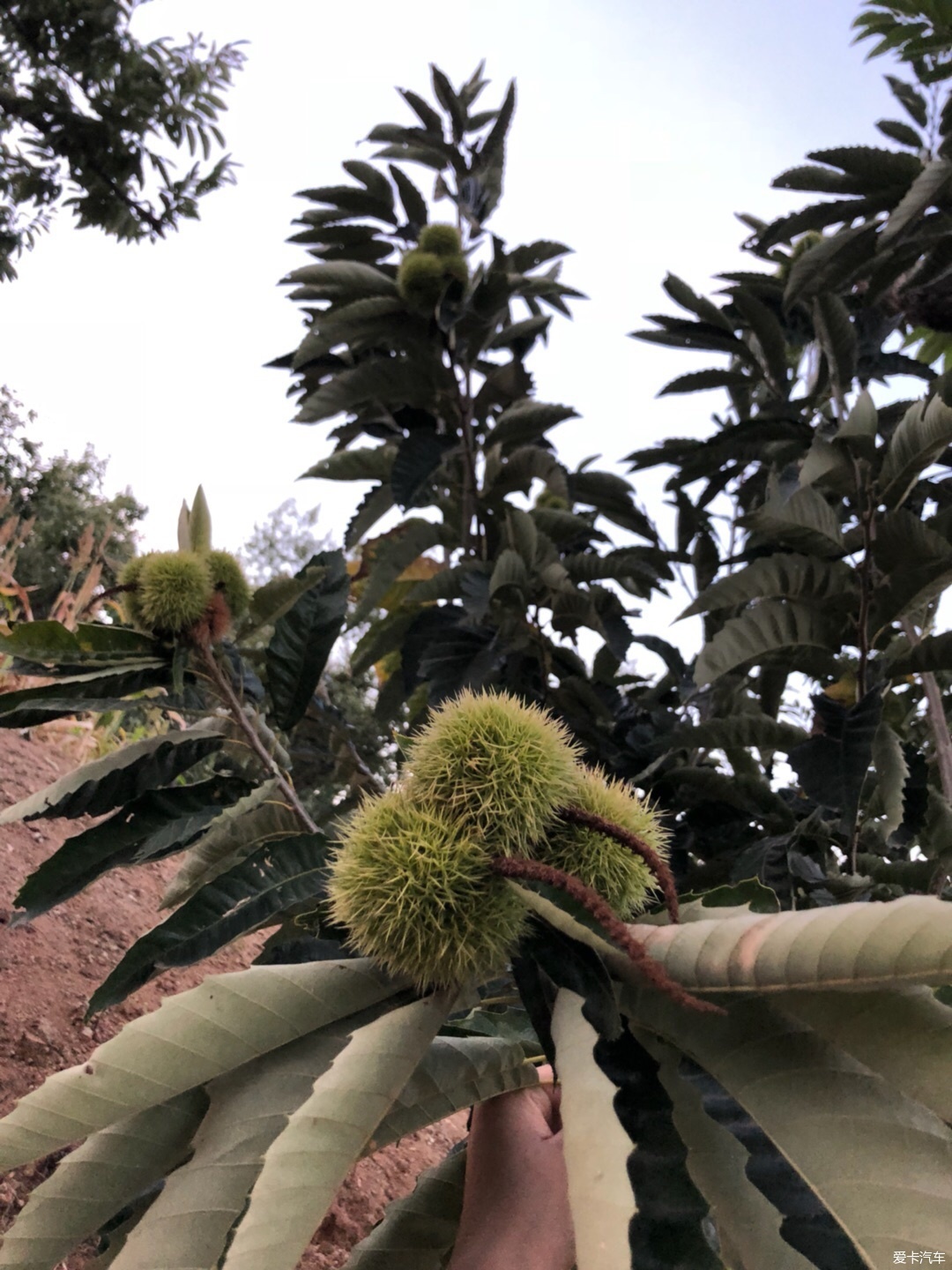 Ǩ