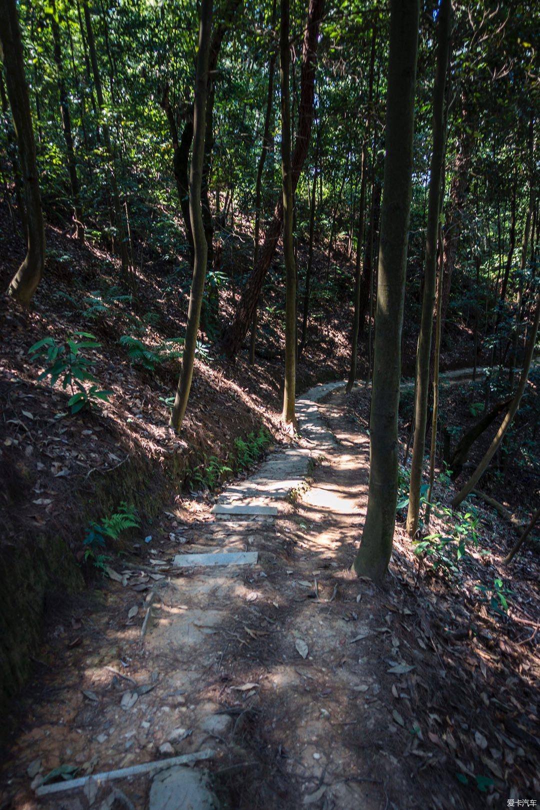 随手拍#不错的山野小 
