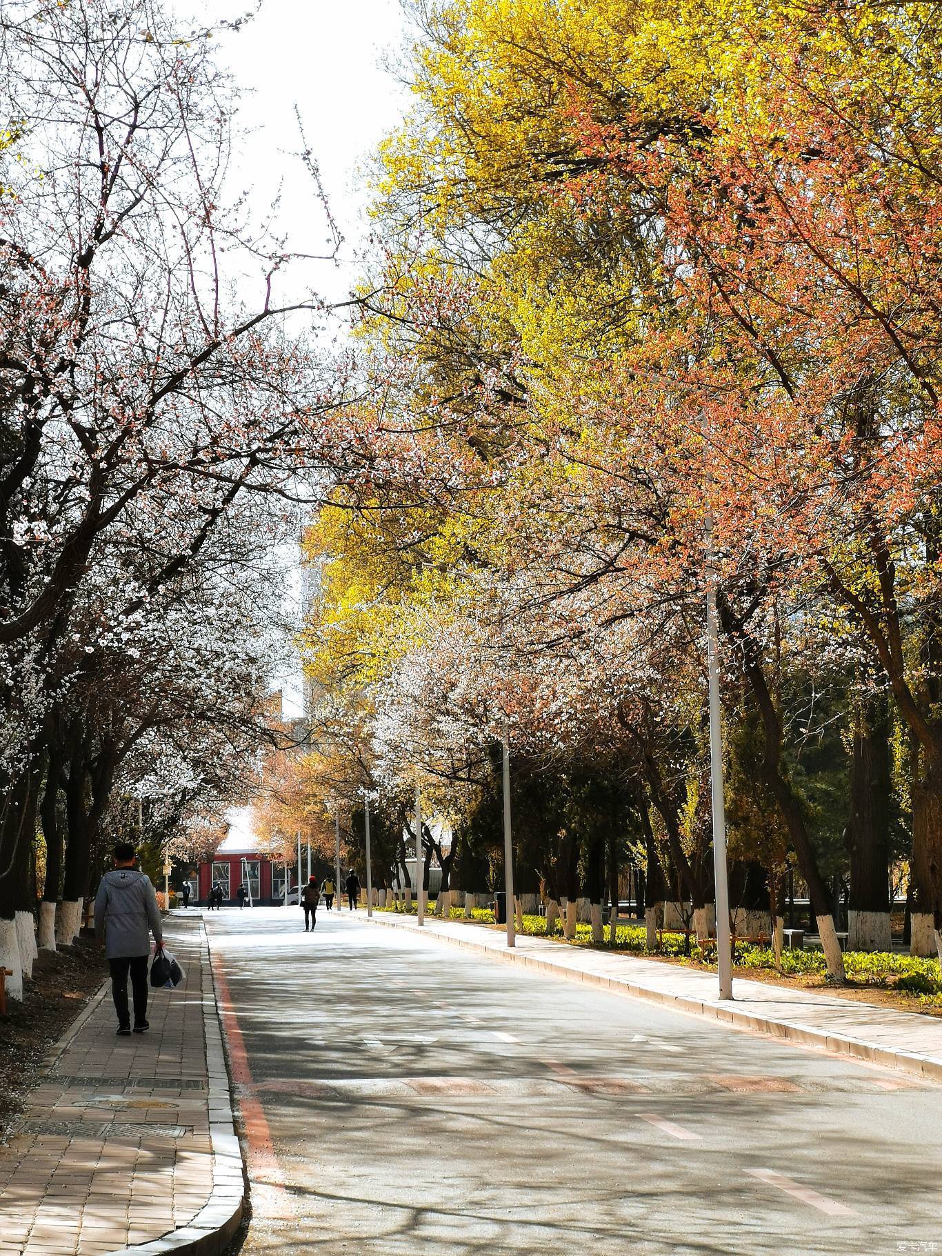 春季杏花开放时,美景同样引人注目,可谓南有武大吉林大学壁纸吉林