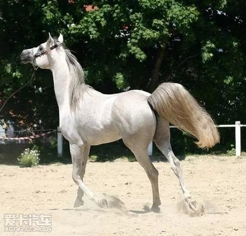 英菲尼迪-拥有马一样的优雅