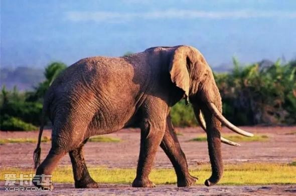 四肢着地提升了动物的稳定性和奔跑速度      但是,人类解放了双手