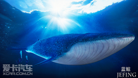 世界海洋日致敬蓝鲸我不该让你流泪