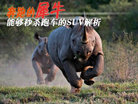 ���ܵ�Ϭţ �ܹ���ɱ�ܳ���SUV���ͽ���