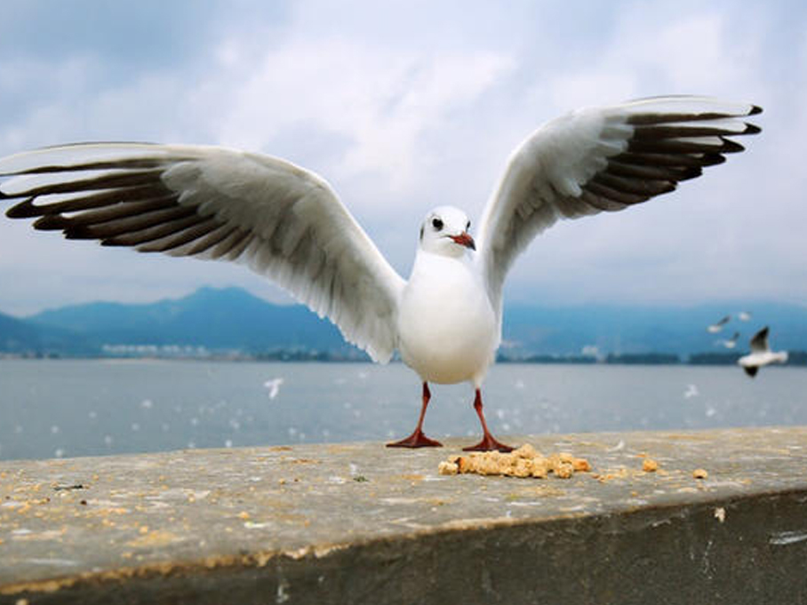 335