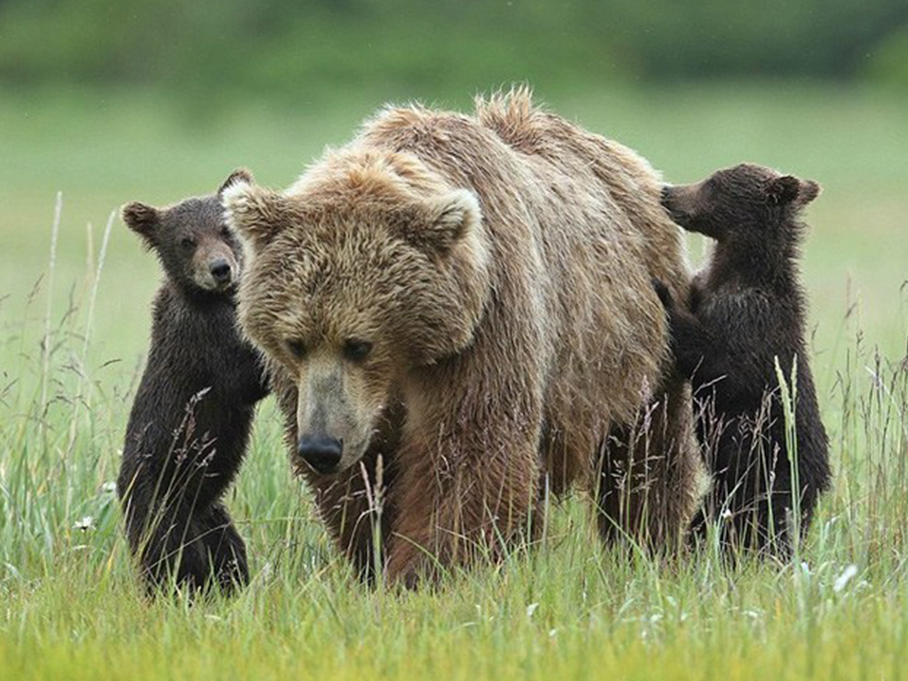 在美国阿拉斯加州的一处海湾,一只母熊带着两只熊宝宝在野外散步,顽皮