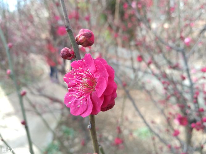 猶有花枝俏鷲峰山下梅花豔