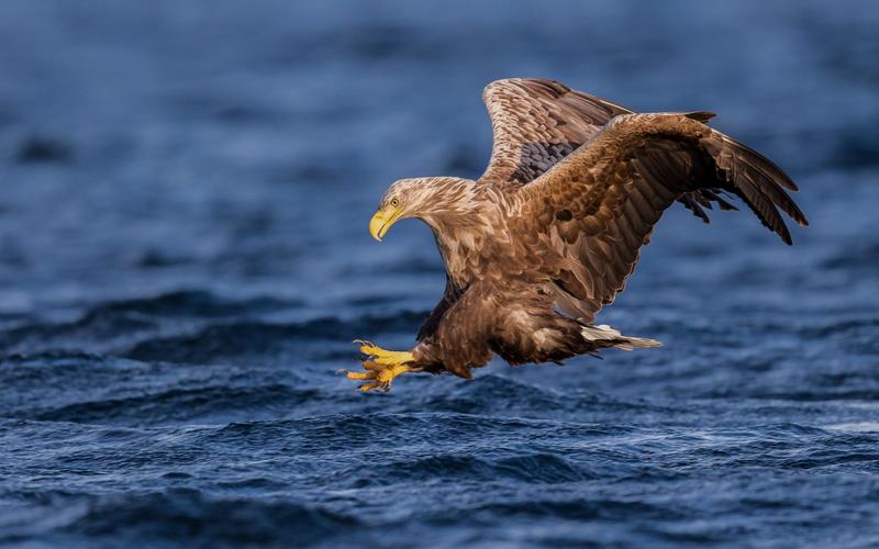 动物世界一大波雄鹰高清图片喜欢的伙伴可以点波关注哦