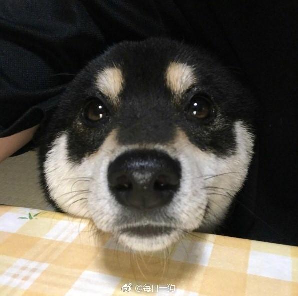 动物世界小黑柴riki是个不折不扣的吃货每次一看到主