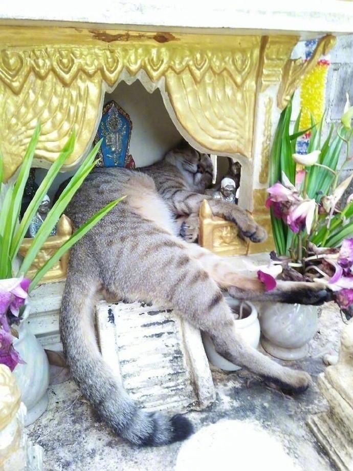 动物世界#fb网友asawin pinyo打算去拜神,到了之后……[喵喵][喵喵]