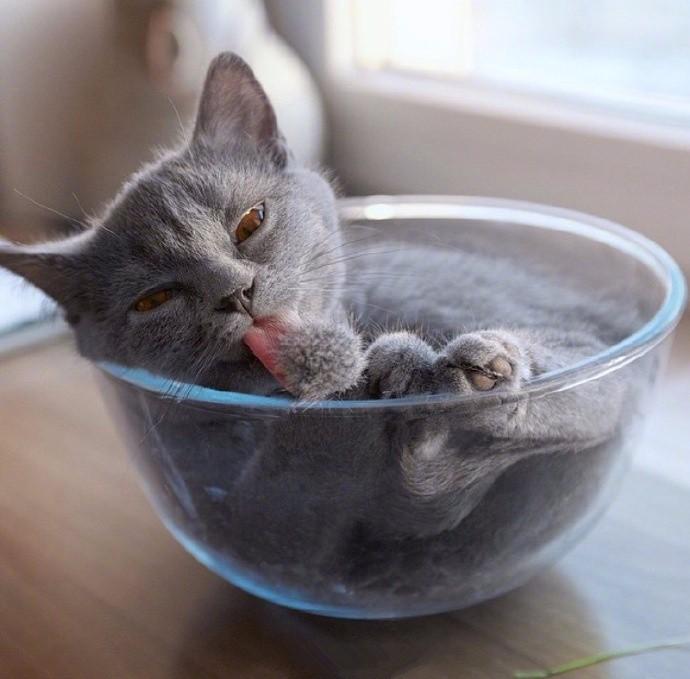 宠物这一碗猫够不够吸