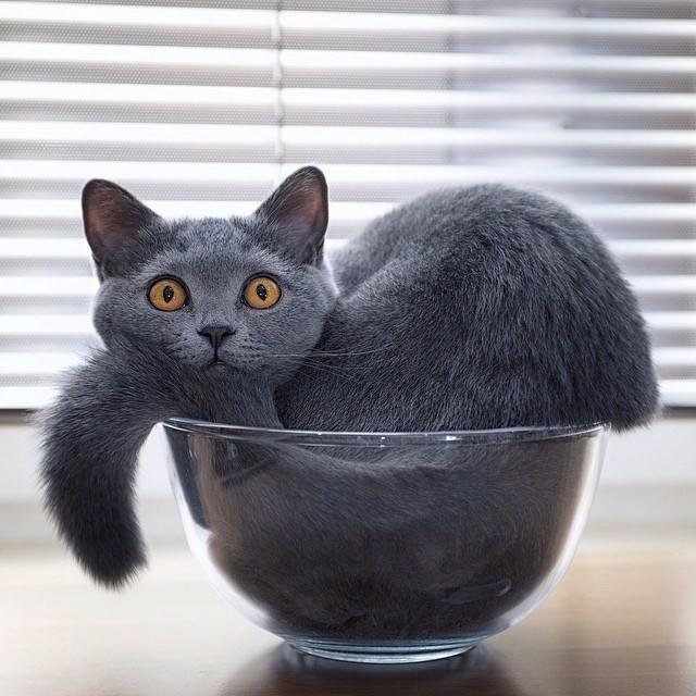 宠物这一碗猫够不够吸