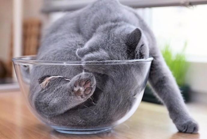 宠物这一碗猫够不够吸