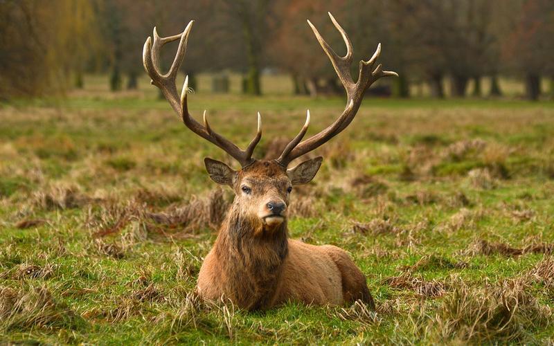 动物世界#鹿是国家一级保护动物造不造