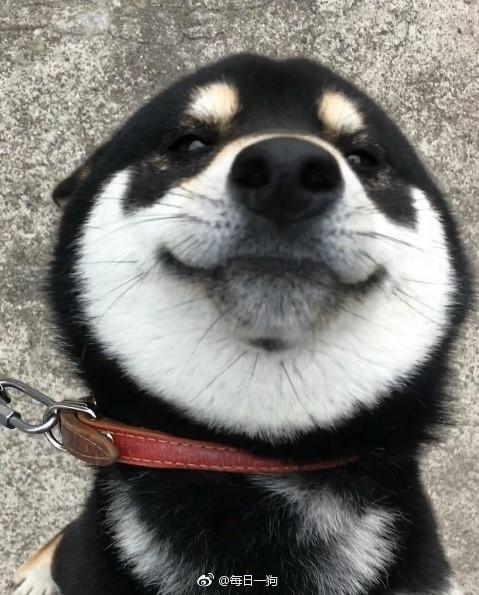 动物世界小黑柴riki是个不折不扣的吃货每次一看到主