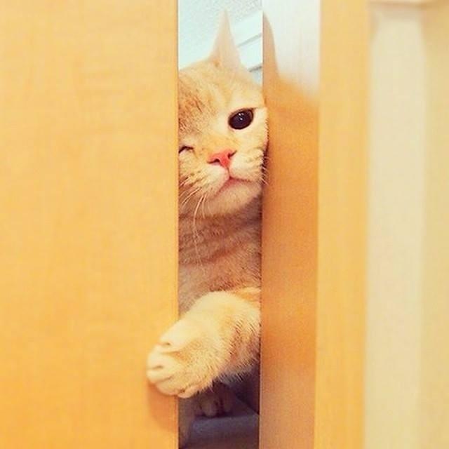 猫奴#门后突然伸出一颗橘猫头,太可爱了.喵:主人,你在干嘛!