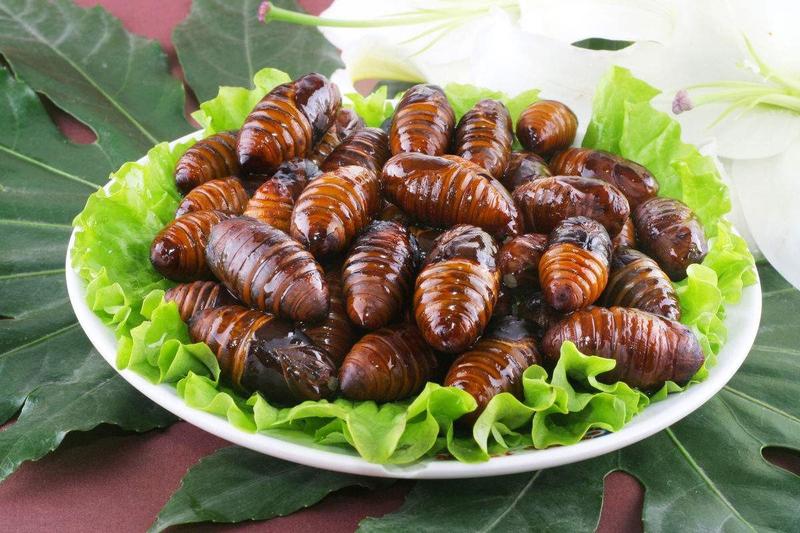 全球最奇特的食物蚕蛹如果上一道活蛆起司让你作恶那试试这道韩国蚕蛹