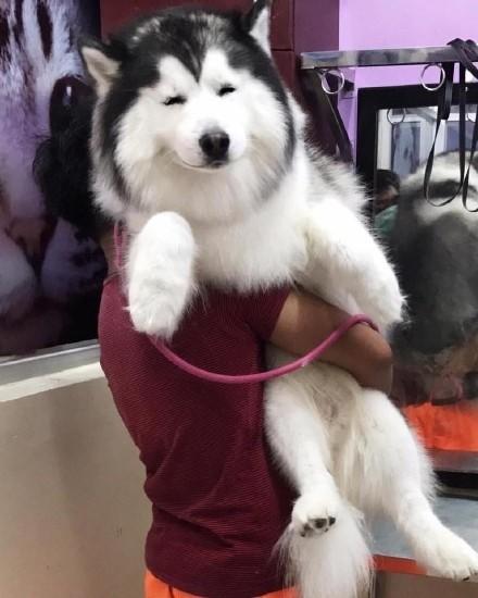 动物世界还记得这只生活在美国的混血哈士奇maru吗一双宝石般的眼睛太