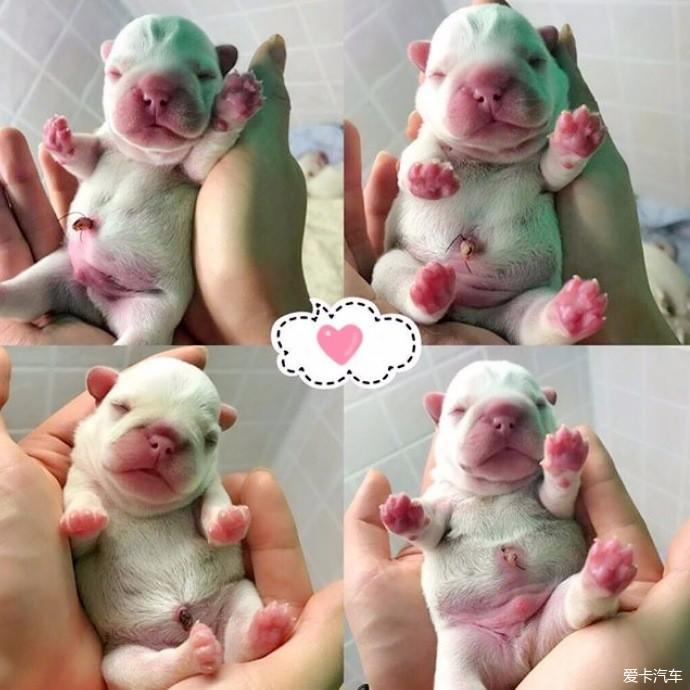 萌宠日常刚出生的小法斗