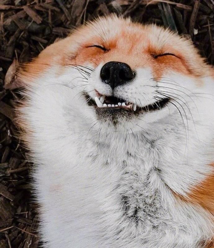 藏狐微笑表情包图片
