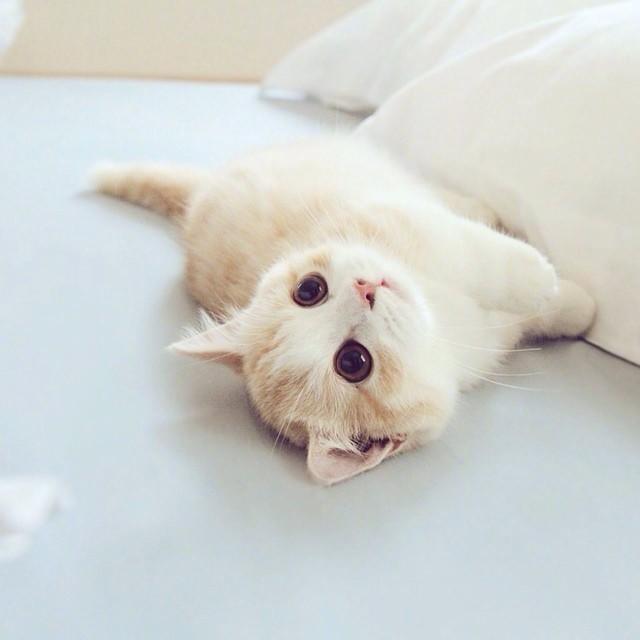 萌宠日常超级软萌的小奶猫心都要化了