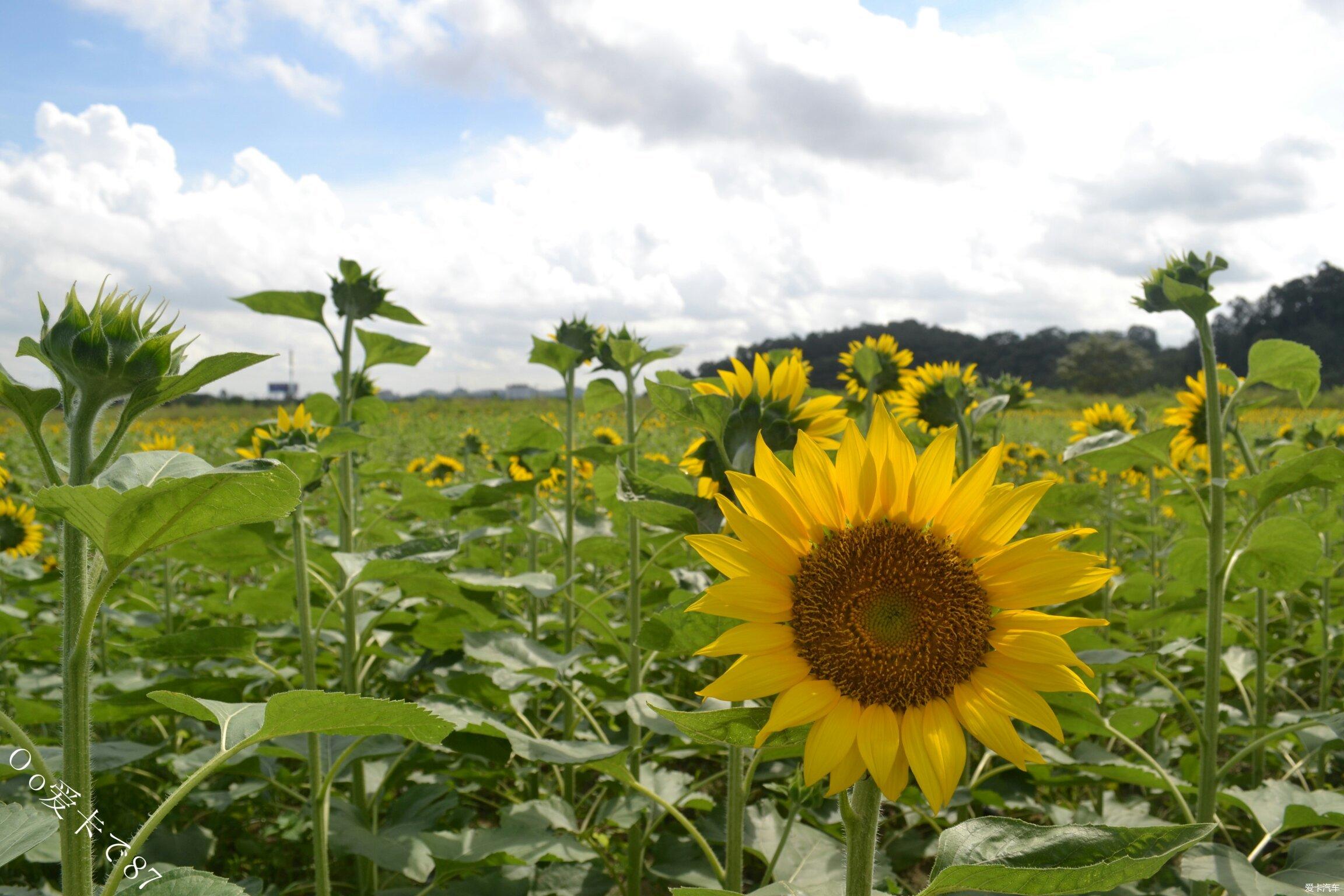 郊外观赏漂亮向日葵