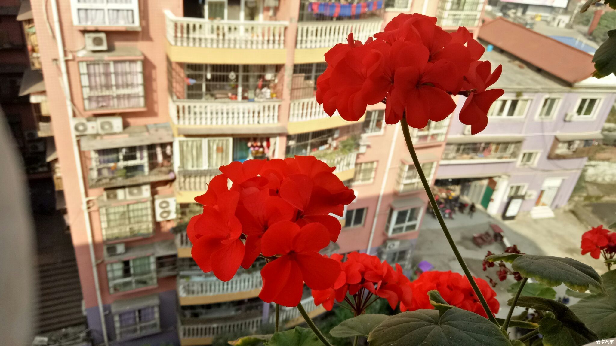 红彤彤的花儿很是漂亮.给大家普及一下什么是冬寒菜花.