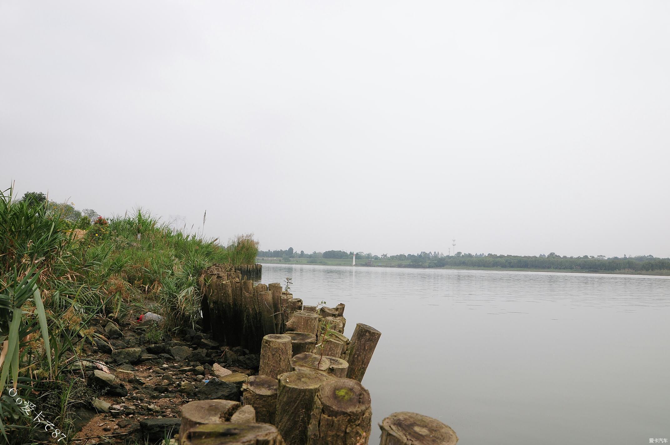 半月岛湿地公园放牛记