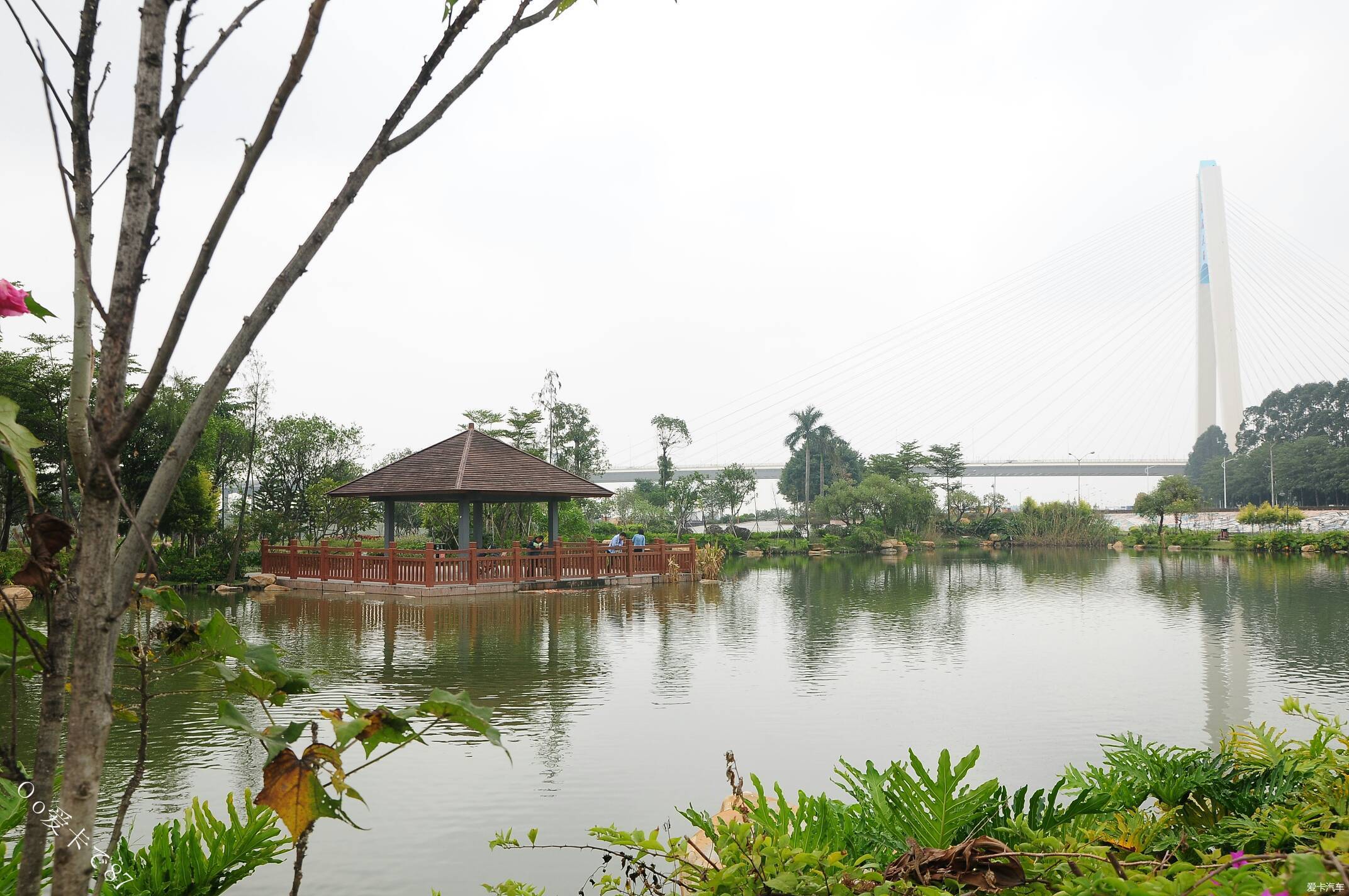 半月岛湿地公园放牛记