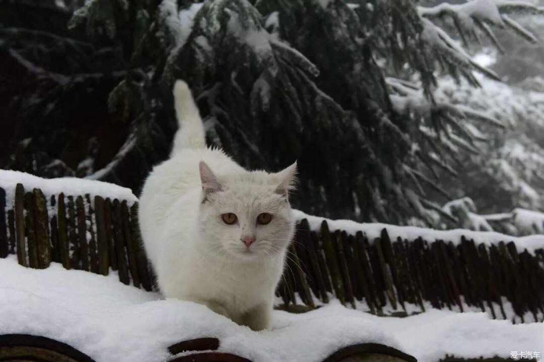 踏雪一只好可怜的猫