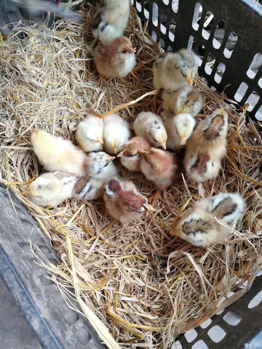 养小鸡