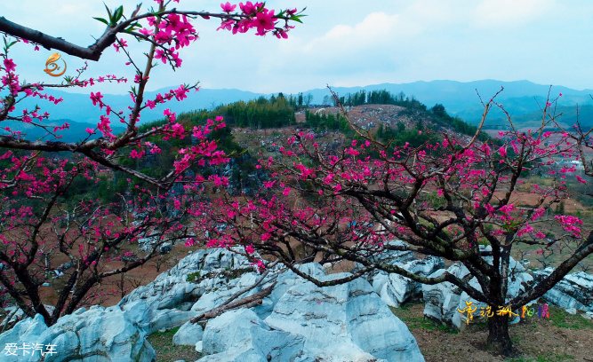x达人专享在那桃花盛开的地方河源连平上坪镇小水村