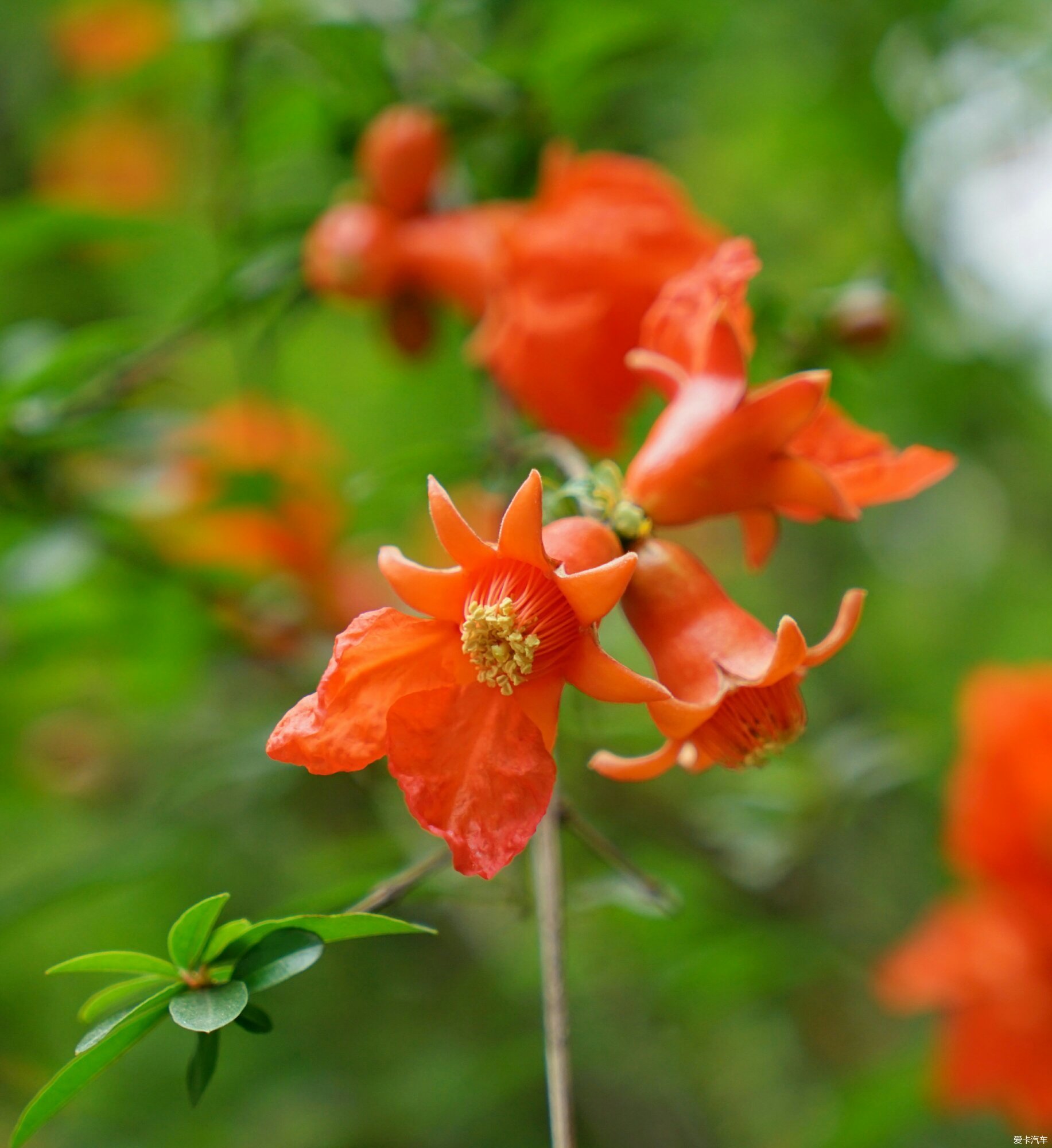 在石榴花丛中那里有光有酒有石榴花你不来的话这一切都了无意义你来了