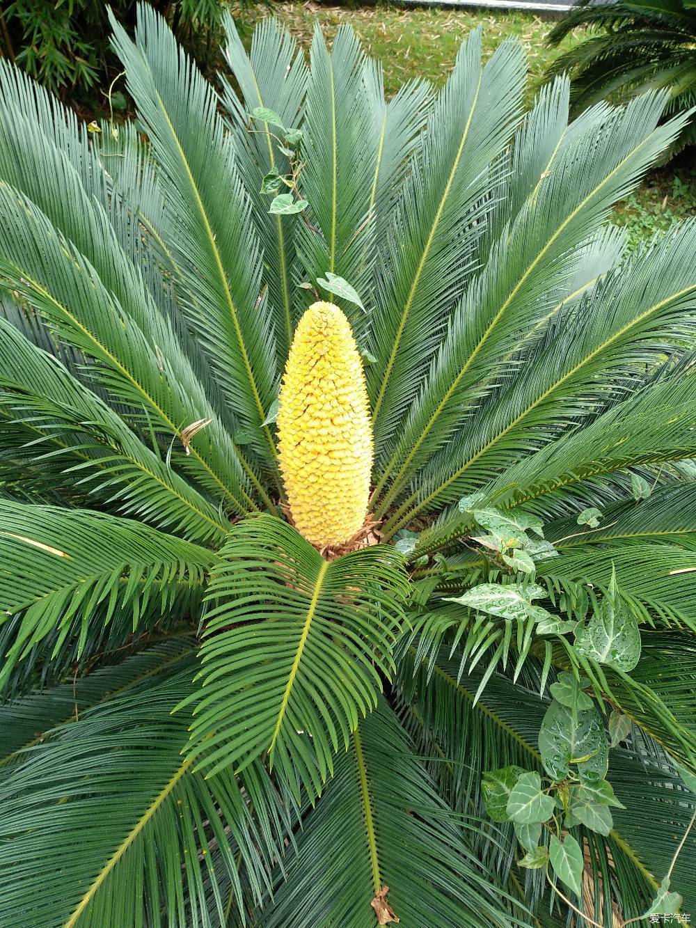 达人精选据说母的铁树才开花