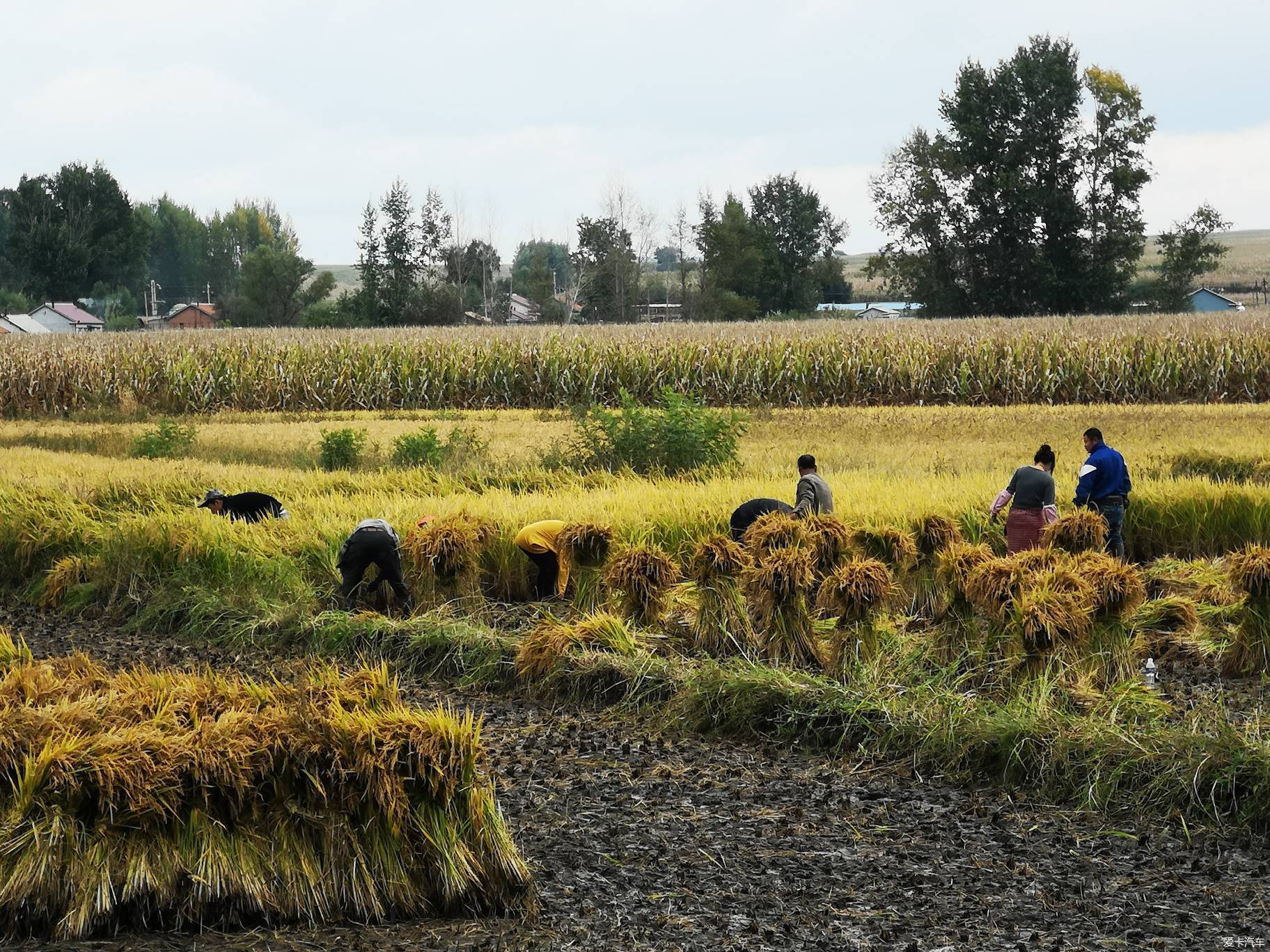 秋收的季节风吹麦浪