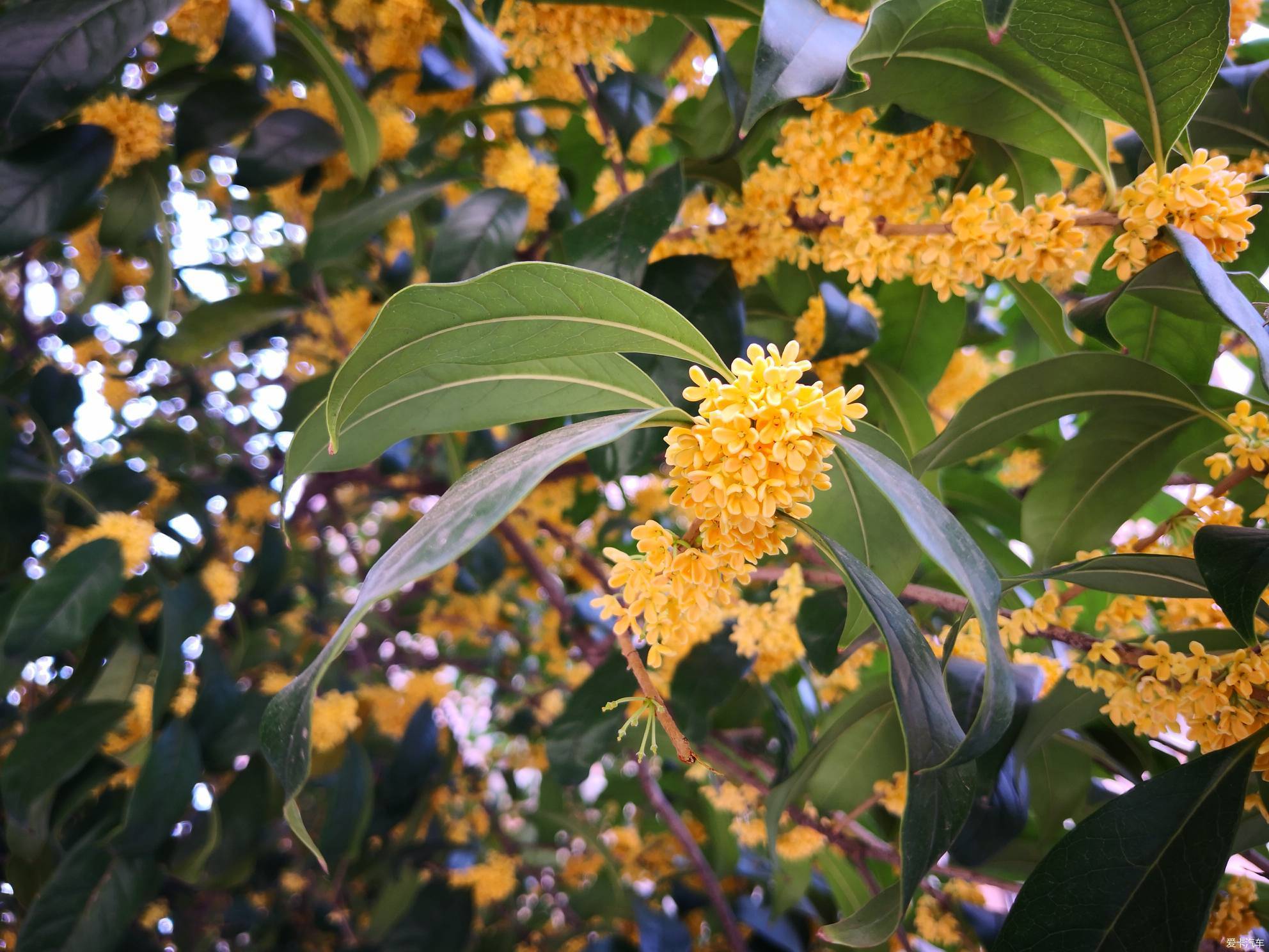xbb专享国庆佳节桂花开