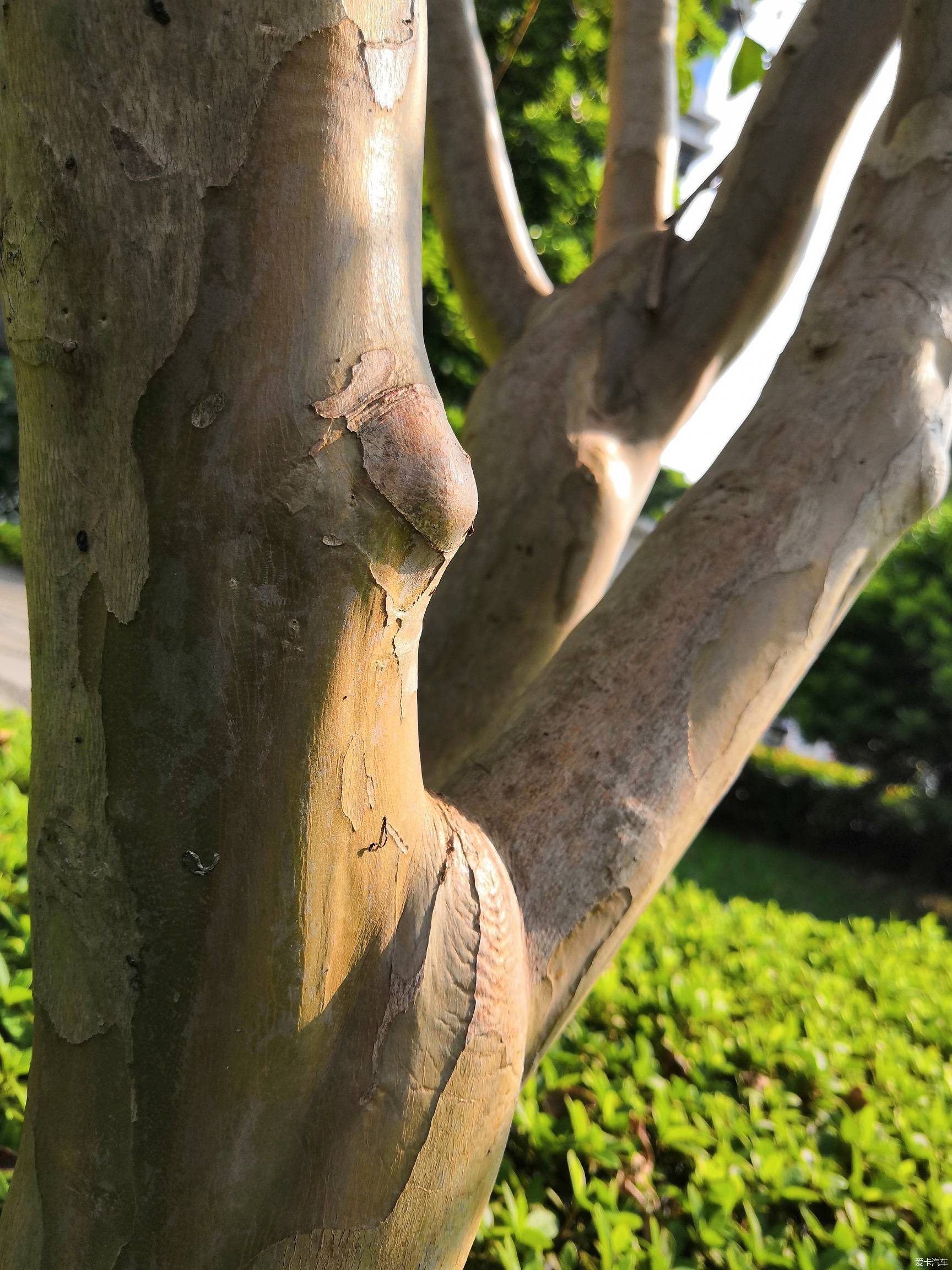 随手拍#树丫-xbb车迷社区
