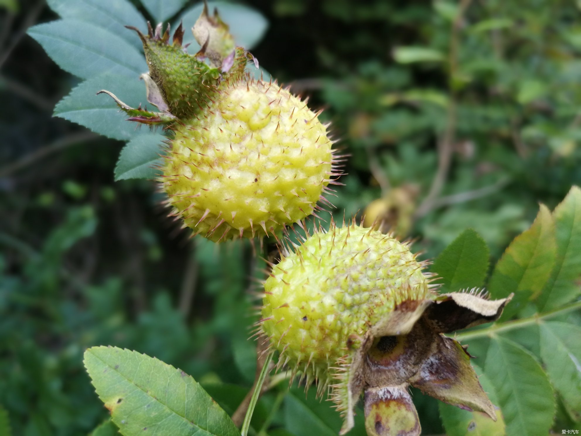 最美副驾副驾和我在坦途