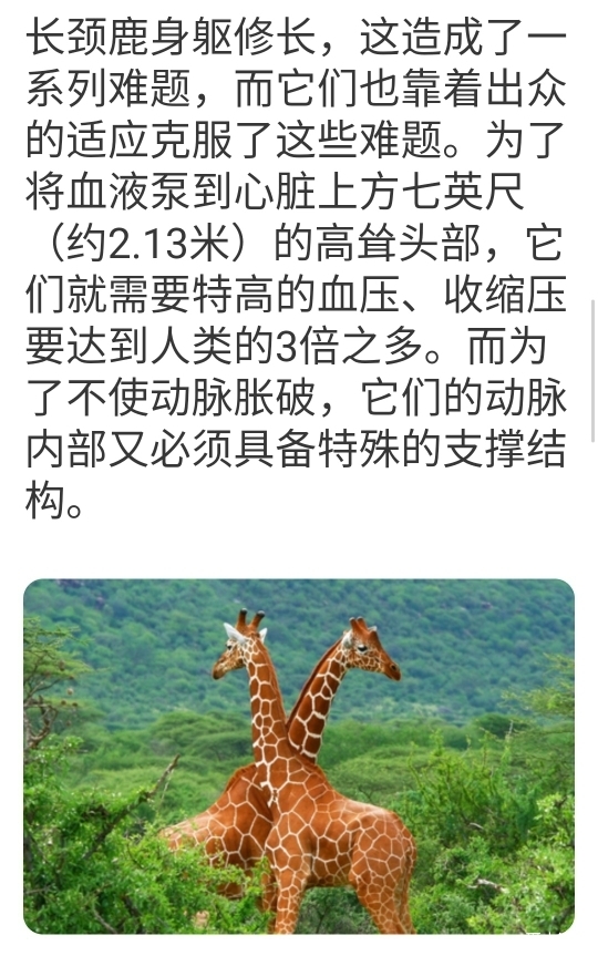 今日话题长颈鹿的事