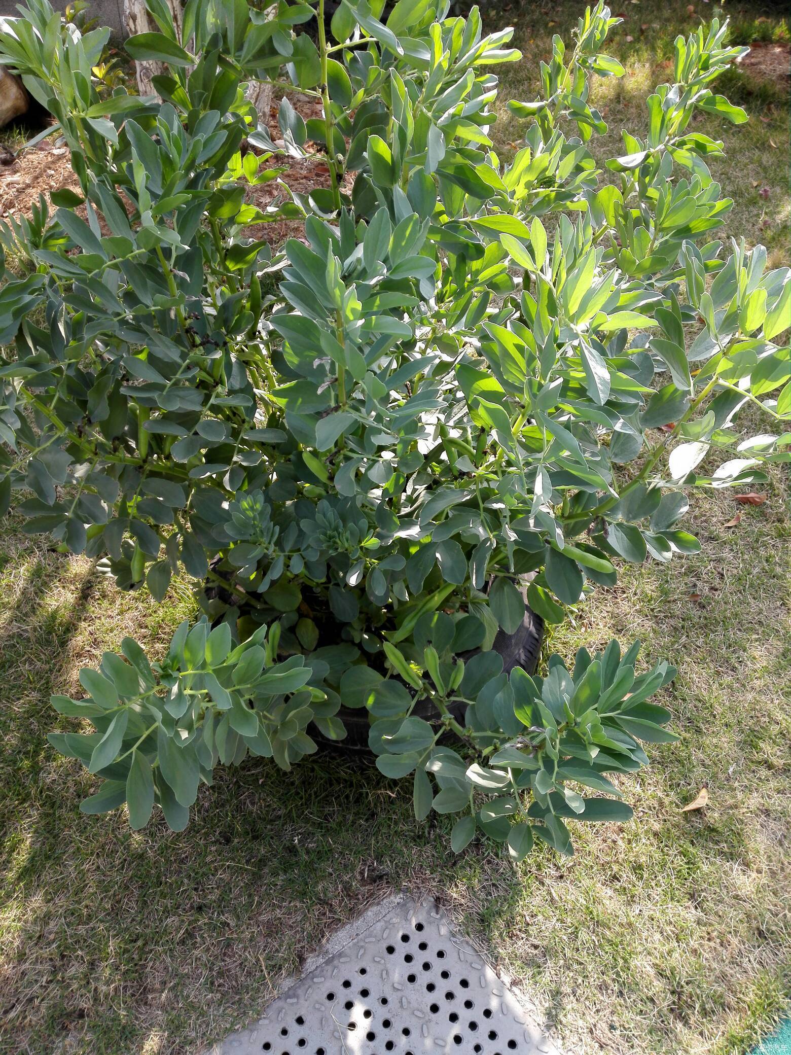 蚕豆结果#